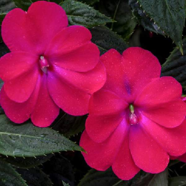 IMPATIENS SUNPATIENS COMPACT ROSE GLOW