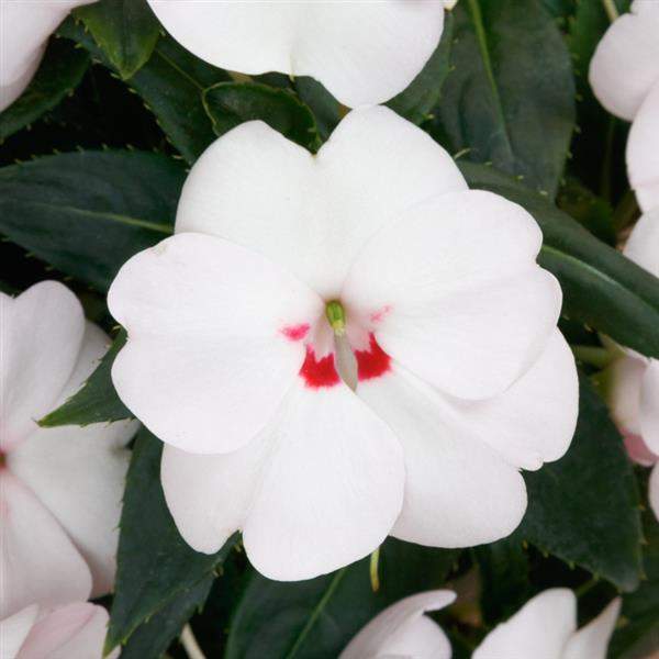 impatiens-sunpatiens-vig-sweetheart-white-sunpatiens-1659632809.jpg