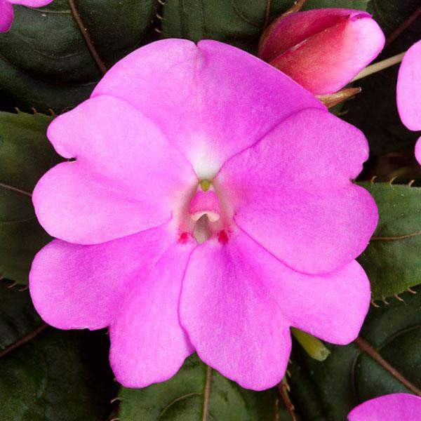 impatiens-sunpatiens-vigorous-lavender-splash-sunpatiens-1659633160.jpg