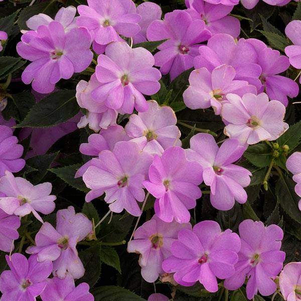 impatiens-sunpatiens-vigorous-orchid-sunpatiens-1659633131.jpg