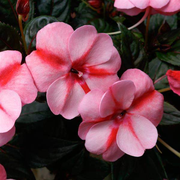 impatiens-sunpatiens-vigorous-peach-candy-sunpatiens-1659632946.jpg