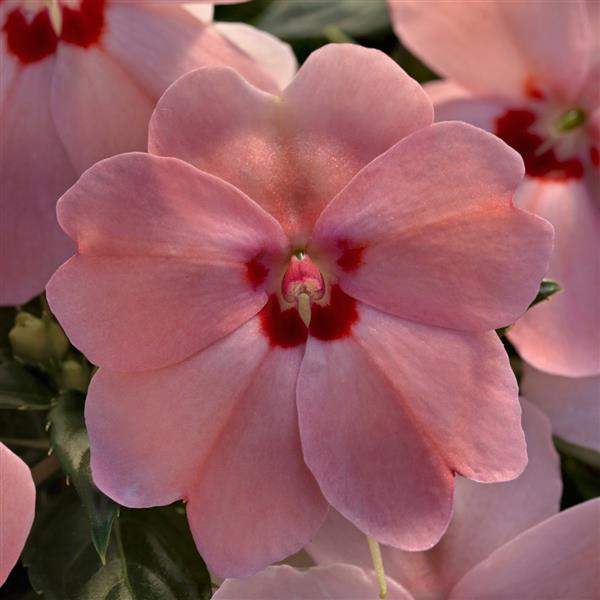 Wholesale Impatiens Sunpatiens Vigorous Pink Kiss Rooted Plugs And