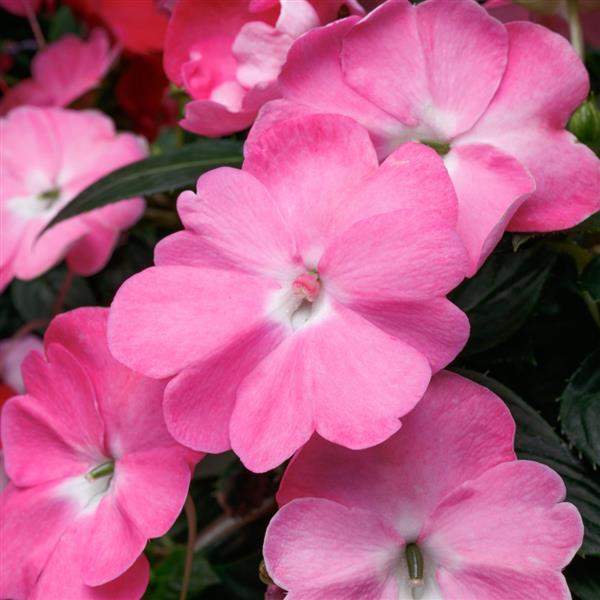IMPATIENS SUNPATIENS VIGOROUS PRETTY PINK