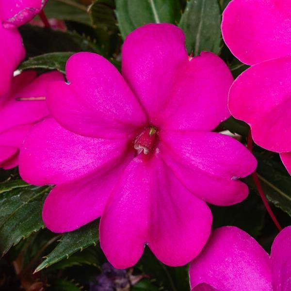 Impatiens SunPatiens Vigorous Purple