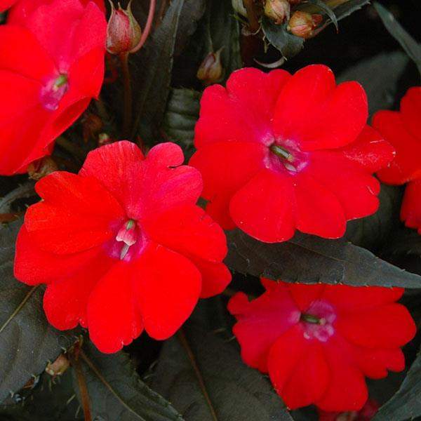 IMPATIENS SUNPATIENS VIGOROUS RED