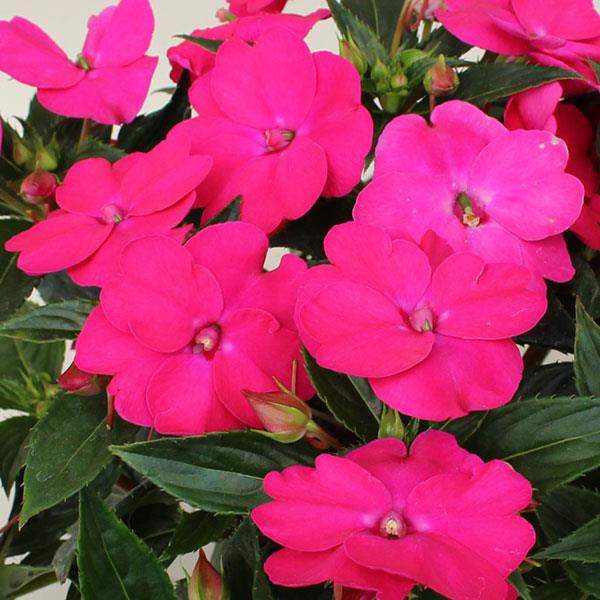 IMPATIENS SUNPATIENS VIGOROUS ROSE PINK