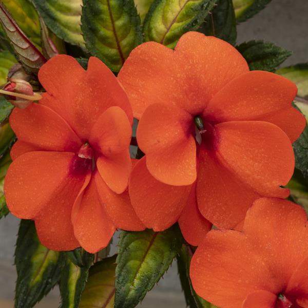 impatiens-sunpatiens-vigorous-tropical-salmon-sunpatiens-1659633221.jpg