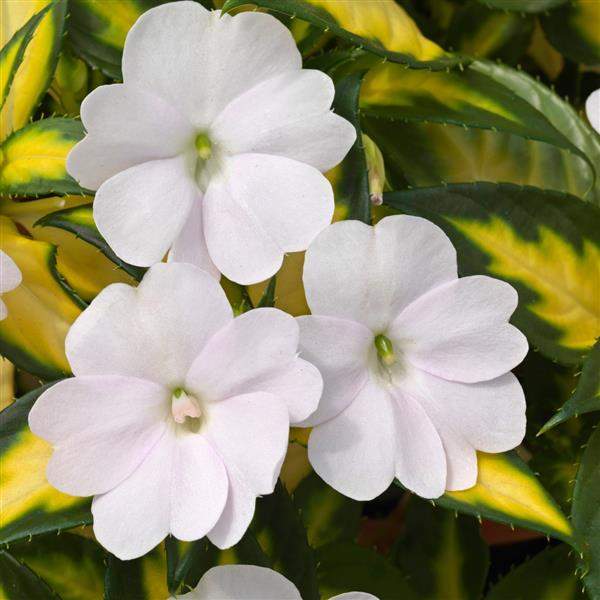 impatiens-sunpatiens-vigorous-tropical-white-sunpatiens-1659633193.jpg