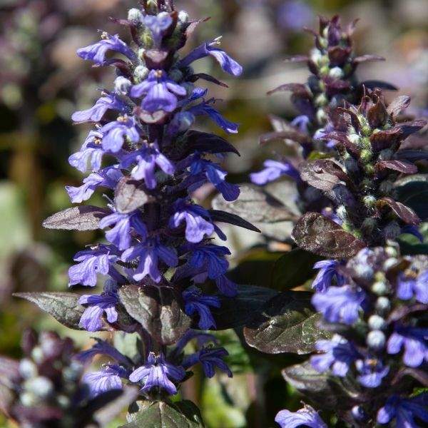 AJUGA REPTANS CATLINS GIANT