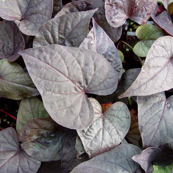Ipomoea