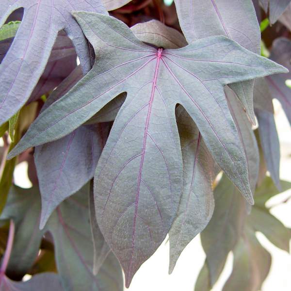 ipomoea-sweet-potato-blackie.jpg