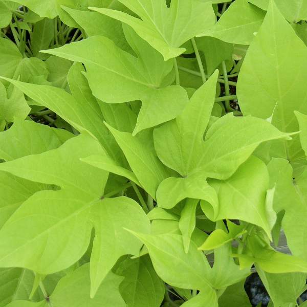 ipomoea-sweet-potato-compact-margie.jpg