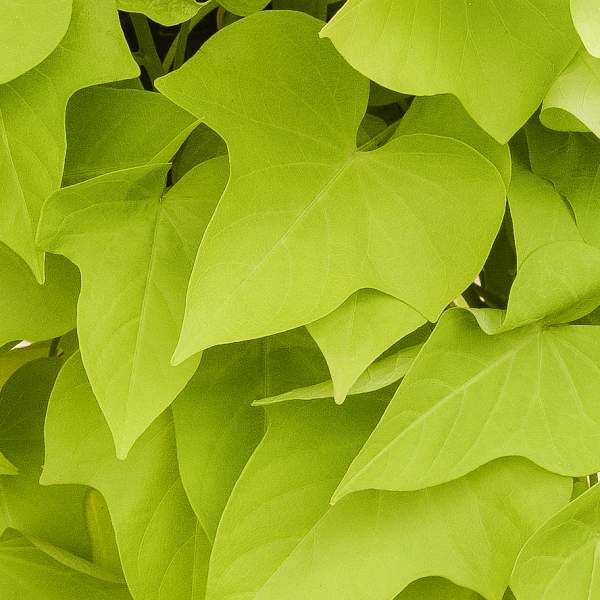 ipomoea-sweet-potato-margarita.jpg