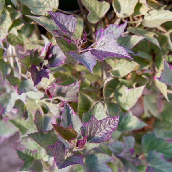 ipomoea-sweet-potato-tricolor.jpg