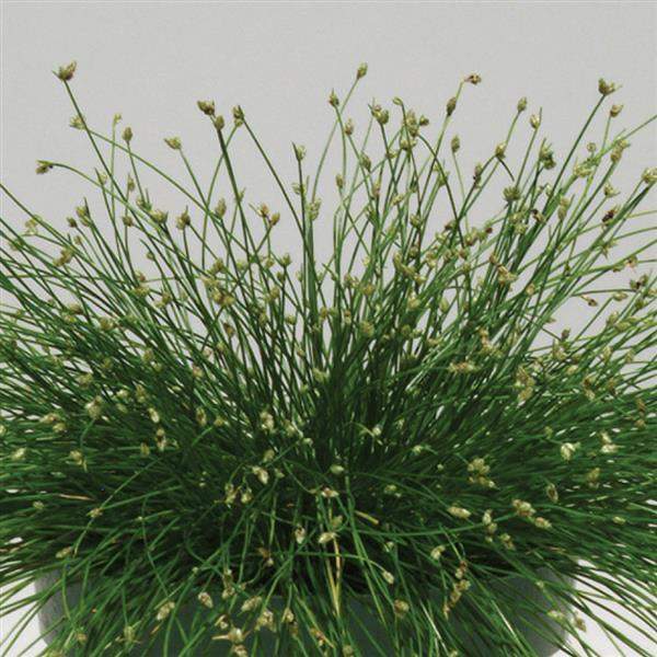 ISOLEPSIS  COLORGRASS LIVE WIRE