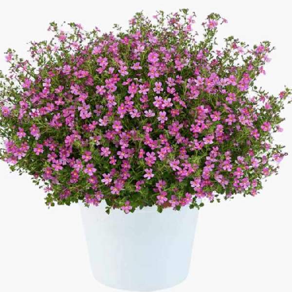 jamesbrittenia-stardom-pink-jamesbrittenia-1724952943.jpg