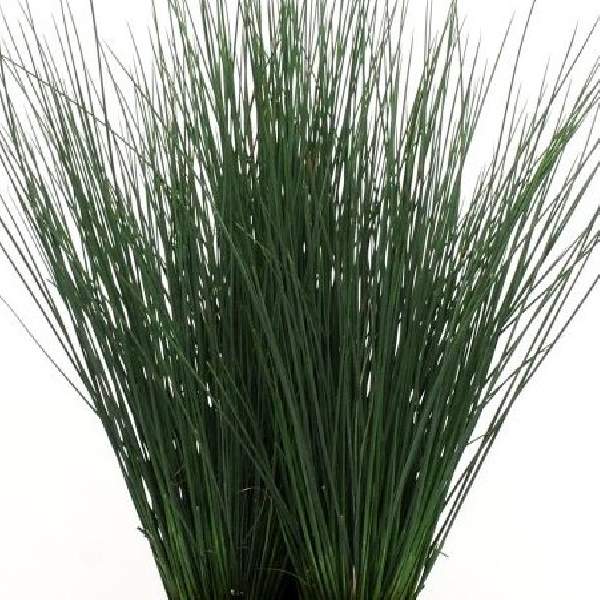Juncus ColorGrass Blue Dart