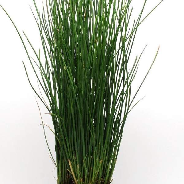 Juncus ColorGrass Javelin