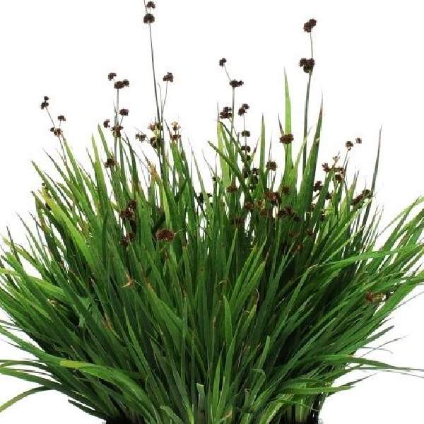 Juncus ColorGrass Starhead