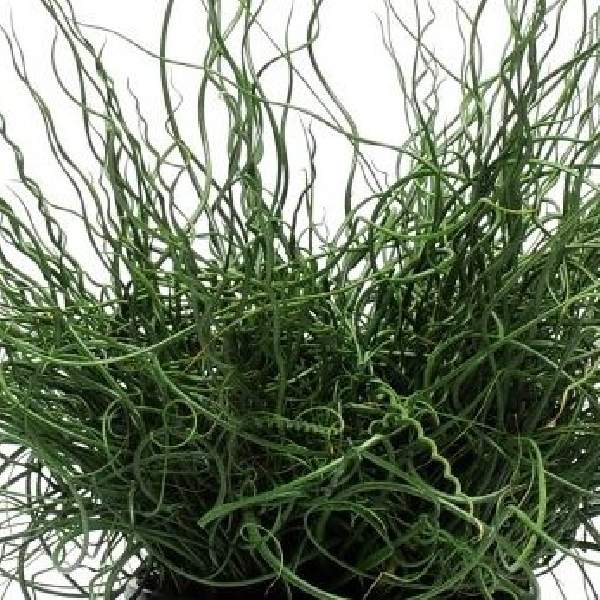 Juncus ColorGrass Twister