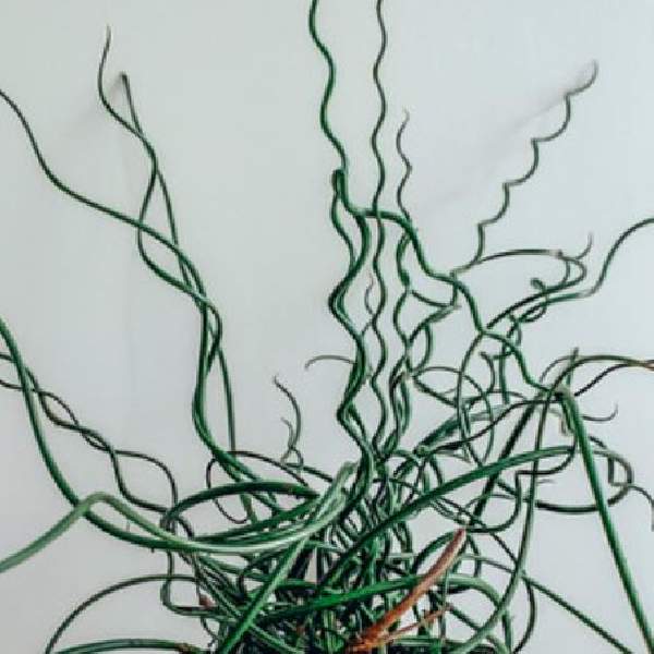 Juncus effusus Spiralis