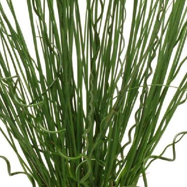Juncus Fuseables Twisted Arrows