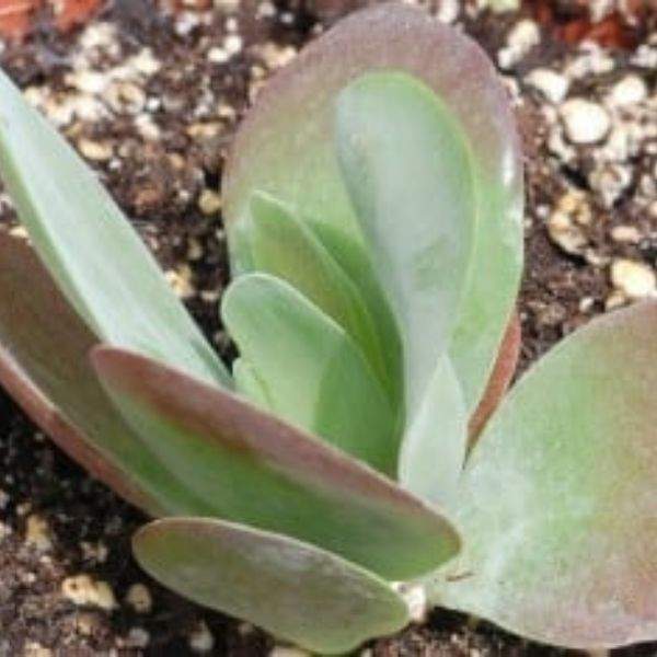 Kalanchoe