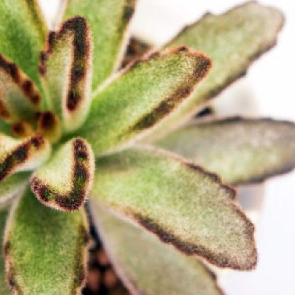 kalanchoe-tomentosa-chocolate-soldier--succulent-1660849709.jpg