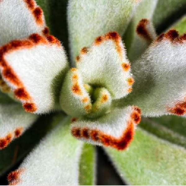Kalanchoe tomentosa