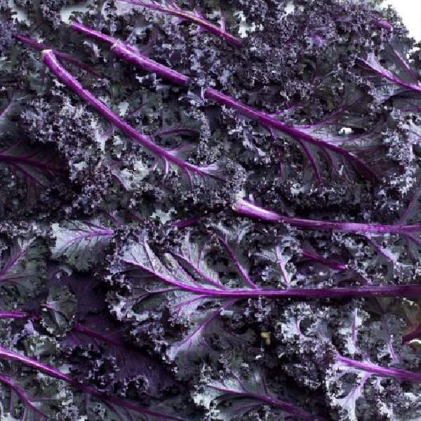 kale-scarlet-vegetable-1665510733.jpg