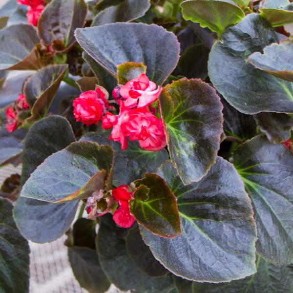 lady-carol-red-double-begonia.jpg