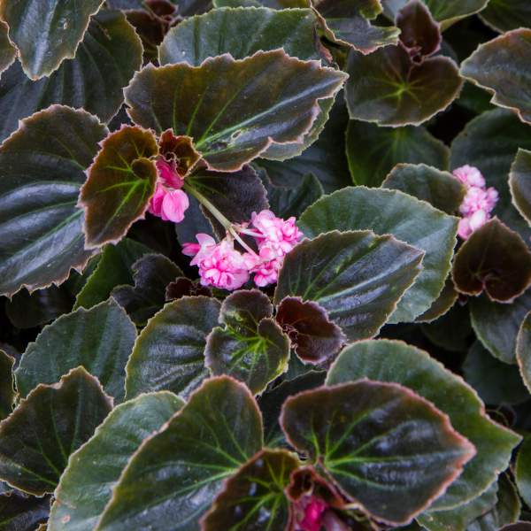 lady-francis-pink-double-begonia.jpg