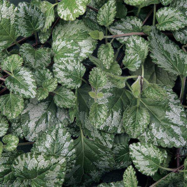 Lamium