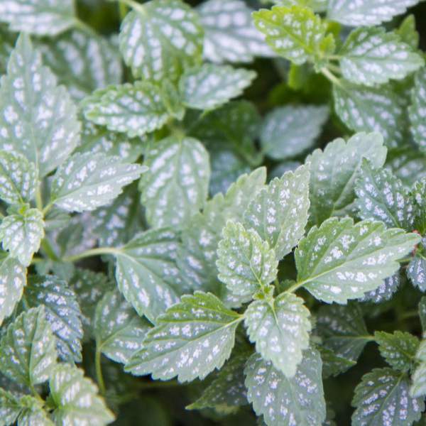 LAMIUM HERMANS PRIDE