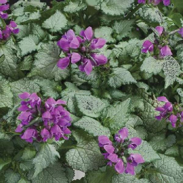 LAMIUM LAMI DARK PURPLE