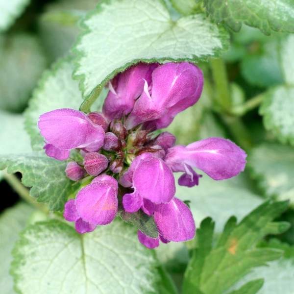 LAMIUM MACULATUM AUREUM