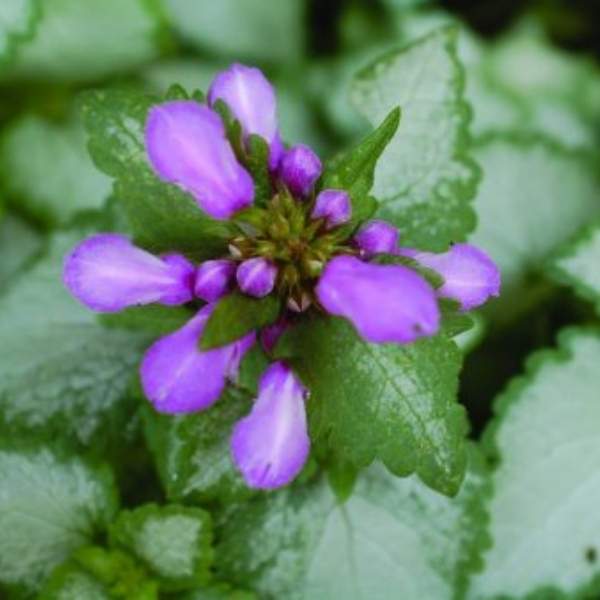 lamium-maculatum-orchid-frost-lamium.jpg