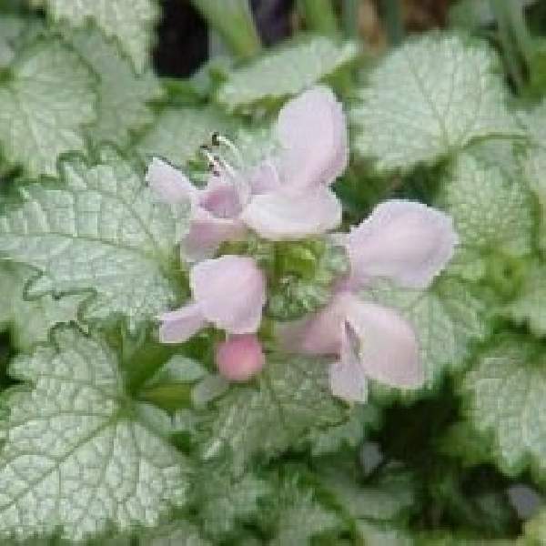 lamium-maculatum-pink-pewter-lamium.jpg