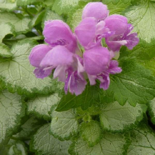 lamium-orchid-frost-gold-lamium-1724962653.jpg