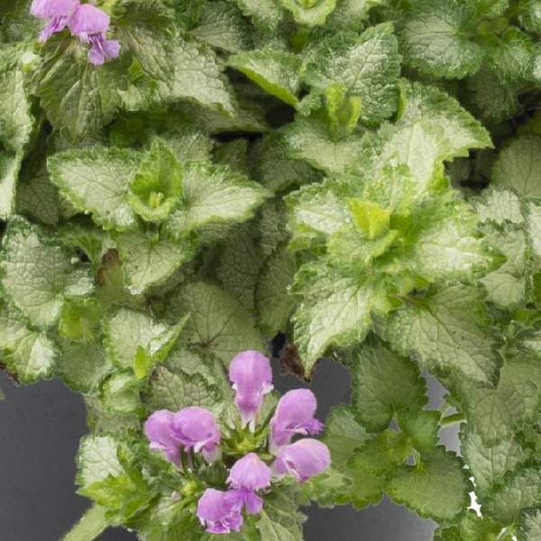 lamium-orchid-frost-grande-lamium-1724962717.jpg
