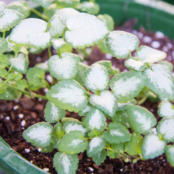 lamium-silver-beacon.jpg