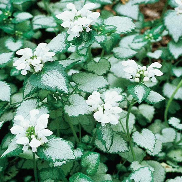 lamium-white-nancy-lamium-1724962750.jpg