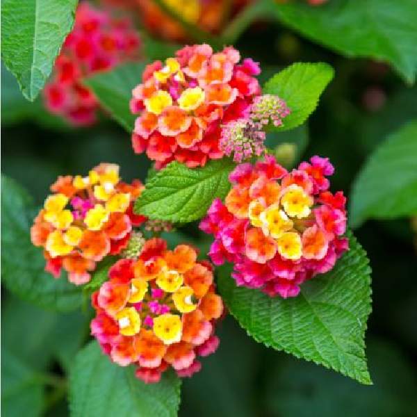 Lantana