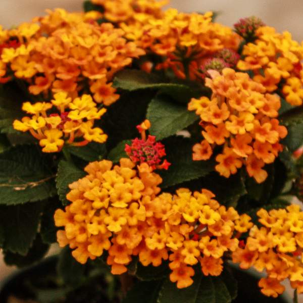 Lantana Bright Orange