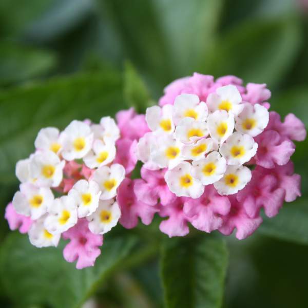 Lantana Bright Pink