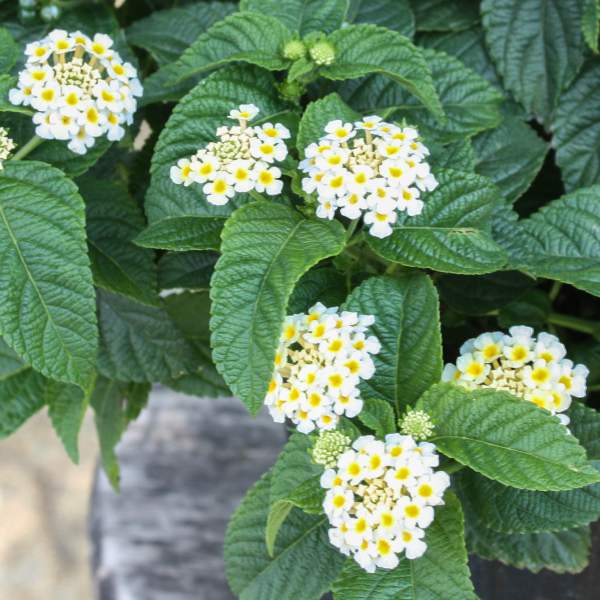 Lantana Buttercup