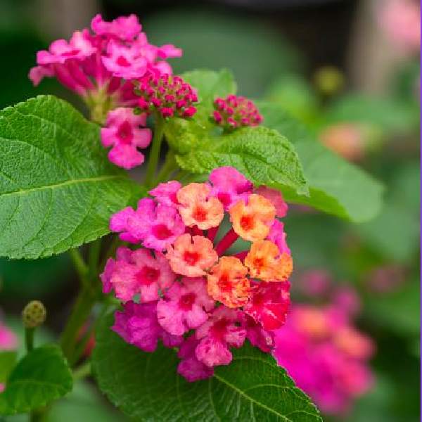 lantana-carlos-lantana-1689864299.jpg