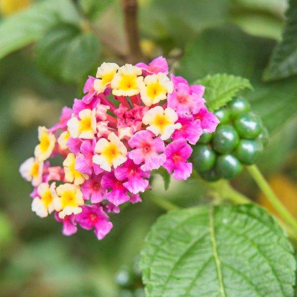 Image Of Lantana Chapel Hill Pink Huff