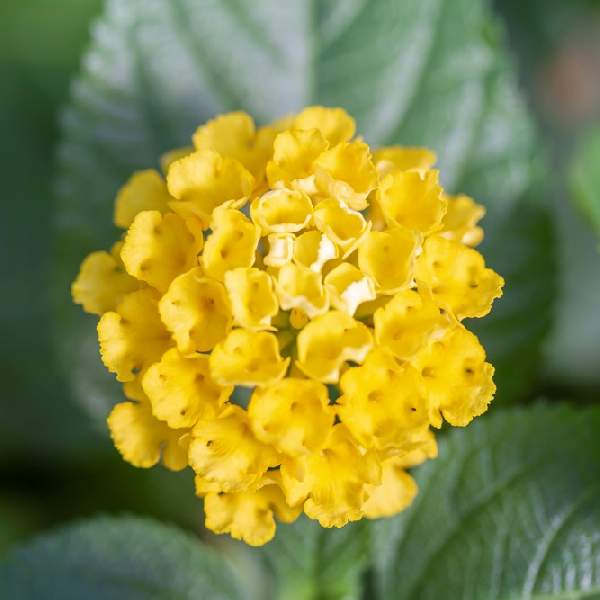 lantana-chapel-hill-yellow-lantana-1675549161.jpg