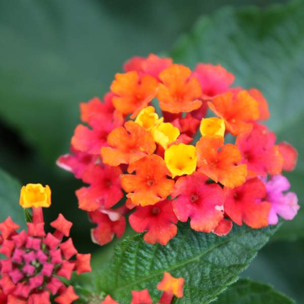 Lantana Confetti